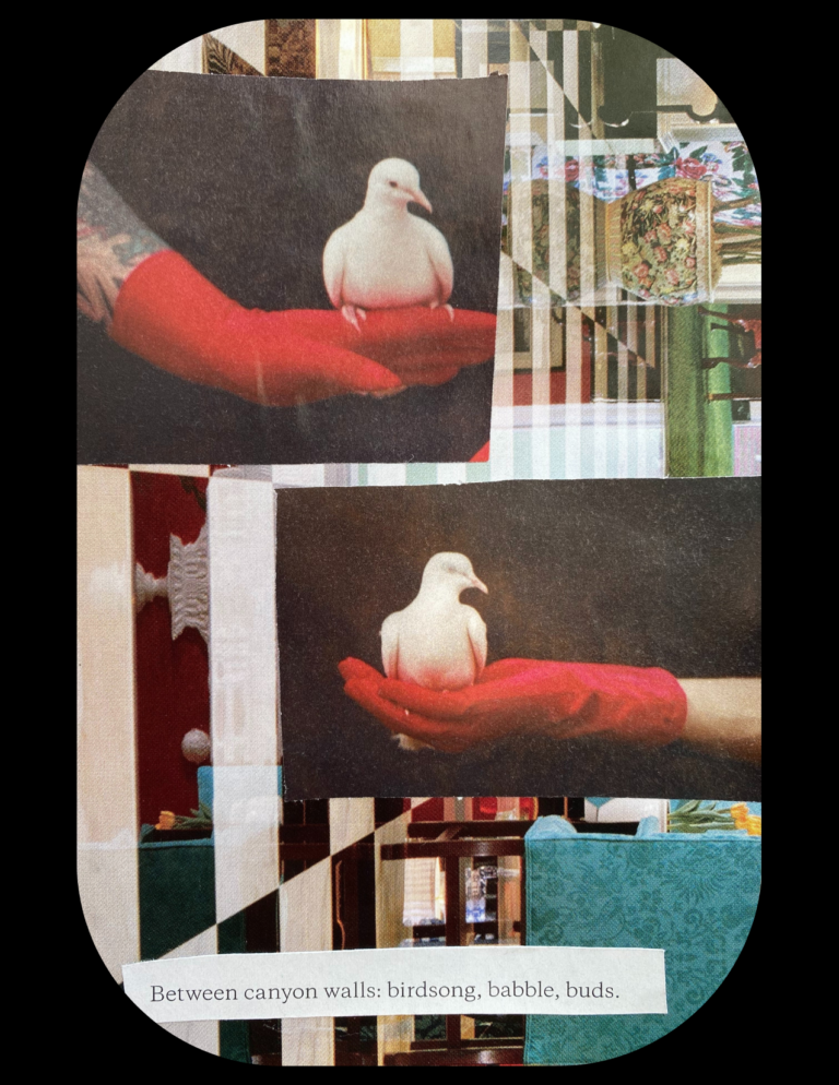 a collage showing a white dove sitting on a hand wearing a red glove